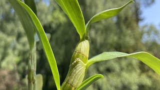 Dendrobium nobile orchidee verpotten en verzorgen repotting and care orchids dendrobium [upl. by Drobman233]