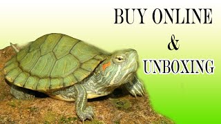 Red Eared Slider Turtle l Home Delivery all over India l Turtle 🐢 buy online ll NEA turtle [upl. by Calle774]