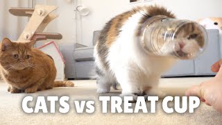 Cats vs Treat Cup  Kittisaurus [upl. by Aydiv]