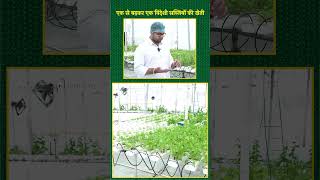 कैसे Hydroponic Technique से कई विदेशी सब्जियों की खेती हो रही है shorts [upl. by Aniluj]