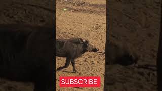 V12 on road test viralshots beautifulwildlife please subscribe kasongo yeye [upl. by Chicoine]