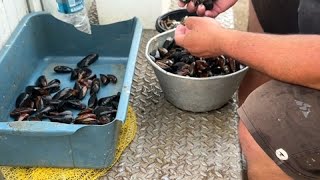 I romeni non vogliono più mangiare e servire le cozze bulgare [upl. by Anide]