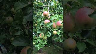 appletree 1of3 the biggest one in the garden 🍎 fruittree [upl. by Moffitt341]