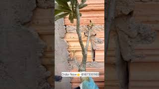 Rare Dark Black imported adenium variety plants online shopping plant🌻🌹🏵️ adenium plants flower [upl. by Frida]