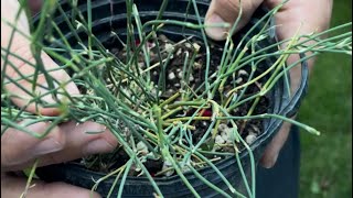 Ephedra sinica 101 the complete tutorial for growing and how it has been used [upl. by Oleg]