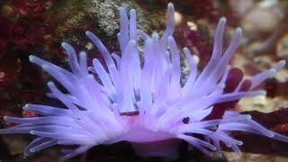 Condylactis gigantea Lila  Florida Anemone [upl. by Leivad]