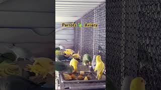 Parrots Aviary Birds in Free Flight Aviary Off Season Activities Fruit amp Vegetables for Parrots [upl. by Nevur]