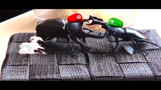 Two Giant Beetles Fight to the DEATH  Super Smash Bros Edition [upl. by Kcirdla]