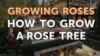 How to Grow a Rose Tree [upl. by Ethan]