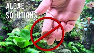 5 Tips to Prevent an Algae Bloom in your Aquascape [upl. by Erda]