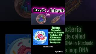 Prokaryotic vs Eukaryotic cells ib biology Alevel shorts [upl. by Alien]