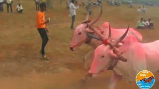 amazing Bullock Cart race bullockcart [upl. by Dre]