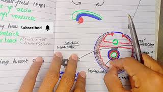 Formation and Position of heart Tube  CVS Embryology [upl. by Magulac]