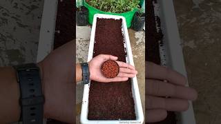 😲90 लोगों को पता नहीं होगा ये तरीका से dhaniya kaise lagaye  How to grow coriander faster [upl. by Dalenna]