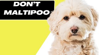 7 Reasons You SHOULD NOT Get a Maltipoo [upl. by Elyrpa]