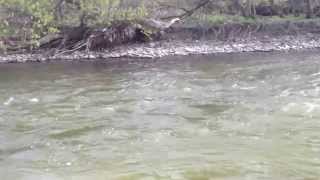 Steelhead fishing in early fall  Ontario Canada [upl. by Adnicul667]