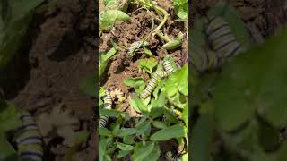 TN Nursery  Blue Monarch Butterflies On Milkweed Plants [upl. by Esahc669]