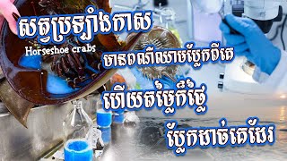 🦀The Features of Horseshoe Crabs Ancient Mariners of the Sea 🦀 សត្វឈាមពណ៌ខៀវ អាចយកធ្វើវាក់សាំងបាន [upl. by Mathi]