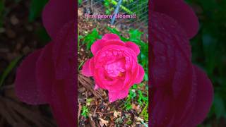 First peony blooms of 2024 gardening garden backyardfarming peony flowers [upl. by Adnilg605]