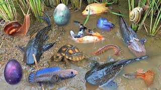 Colorful surprise eggs lobster snake cichlid betta fish turtle butterfly fish goby fish [upl. by Wallack]