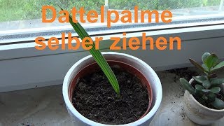 Dattelpalme züchten Dattel selber ziehen Datteln Palmen vermehren [upl. by Oirretna902]