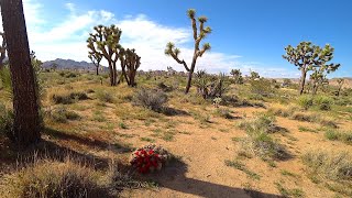 A Botanical Oasis in the Mojave Desert  Joshua Tree National Park [upl. by Dnomde]