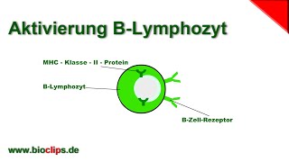 Aktivierung BLymphozyt [upl. by Philander538]