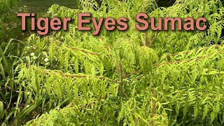 Tiger Eyes Sumac – Garden Notes [upl. by Padget]