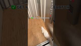 I HAVE AN ELEVATOR INSIDE MY HOUSE showing my cat a tour 🫣🐱 [upl. by Dott431]