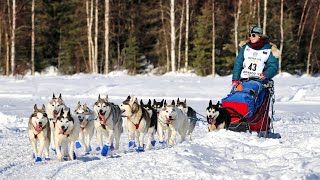 2022 Iditarod Dog Sled Race  Willow Alaska [upl. by Htrahddis30]