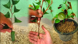 How to Grow Caimito by Cutting Aloe Vera Branches [upl. by Anavas]