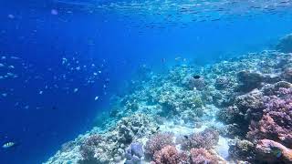 The underwater world of Menjangan  Bali [upl. by Atinat]