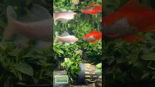 GOLDFISH  ANUBIAS  RED ROOT FLOATER BASIN [upl. by Hamburger115]