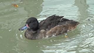 Blackheaded Duck [upl. by Etac]