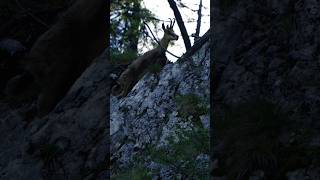 Amazing chamois  Alpine chamois  in the Austrian Alps wildlife animals photography chamois [upl. by Gabriella]