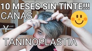 MI EXPERIENCIA EN 10 MESES SIN TINTE CANAS Y TANINOPLASTIA [upl. by Thielen]