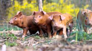 Training piglets to an electric fence [upl. by Aicargatla235]