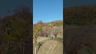 PEISAJ de TOAMNĂ 🍂😍🙏 toamna peisaje octombrie vrancea romania rural natura [upl. by Islean950]