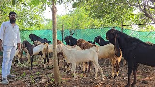 1999 Onwards😱 Dhamakedar New Farm New SPECIAL OFFER Shouk Badega Taiba Goat Farm Neral Mumbai [upl. by Matta]