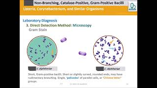 Listeria monocytogenes and Corynebacterium diphtheriae [upl. by Ellennaj]