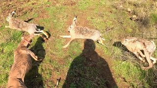 Galgo vs Liebre vs Conejo Lo Mejor del año 2023 Cacería de Liebres y Conejos con Perro [upl. by Anirbys]