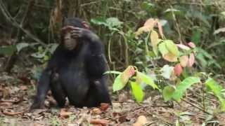 Chimpanzees Greet and Show Respect [upl. by Porcia]