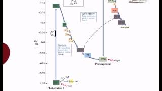 Electron flow in oxygenic photosynthesis [upl. by Narod778]