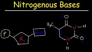 Nucleosides vs Nucleotides Purines vs Pyrimidines  Nitrogenous Bases  DNA amp RNA [upl. by Mellitz]