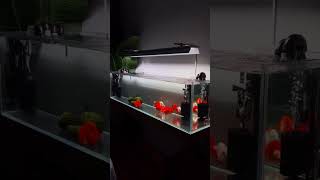 Oranda goldfish tank setup video [upl. by Rafat778]