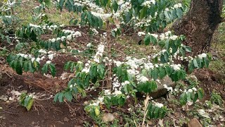 COFFEE FARMING Batian coffee varietys flowering season [upl. by Anyal]