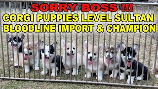 Corgi Puppies Level Sultan  Bloodline Import amp Juara  Pembroke Welsh Corgi [upl. by Barron34]