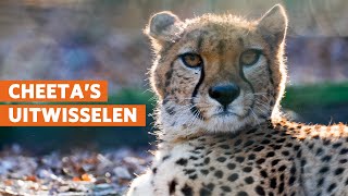 Burgers Zoo ruilt cheeta met Beekse Bergen 🐆 [upl. by Josey]