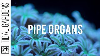 Pipe Organ Coral Tubipora musica Care Tips [upl. by Ahsinrad]