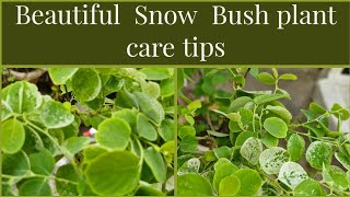 Beautiful permanent amp perennial plant Snow Bush plant care tips gardening plantcaretips plants [upl. by Atsyrk]